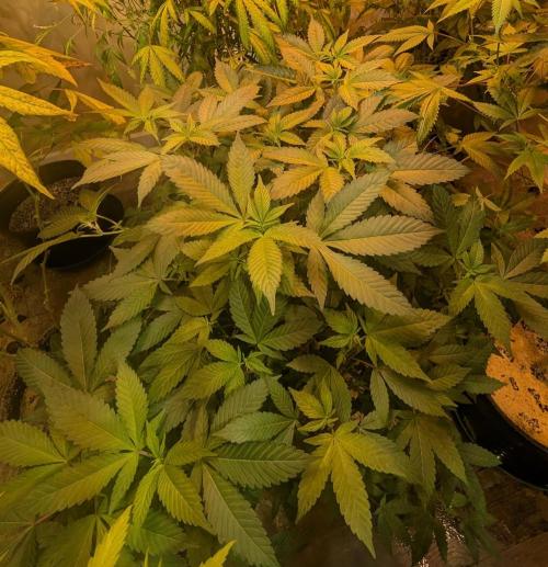 Apple Fritter. Week 19