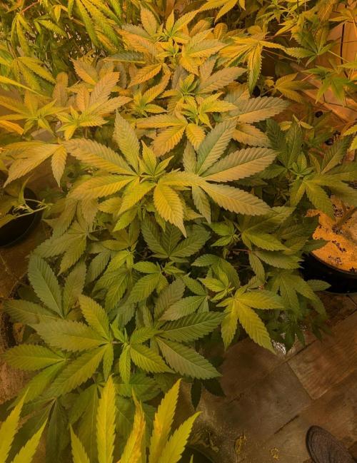 Apple Fritter. Week 19