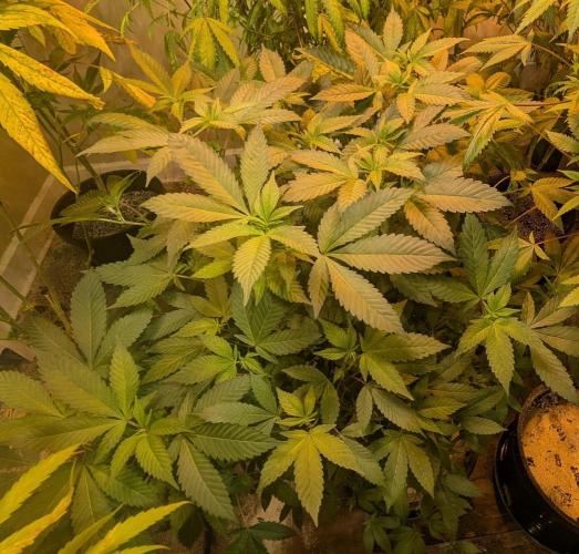 Apple Fritter. Week 19