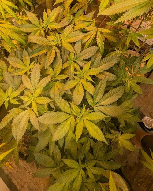 Apple Fritter. Week 19