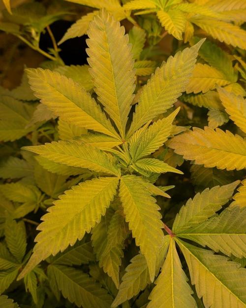 Apple Fritter. Week 19