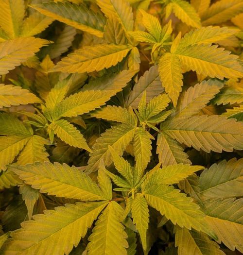 Apple Fritter. Week 19