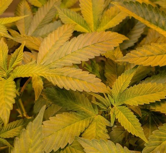 Apple Fritter. Week 19