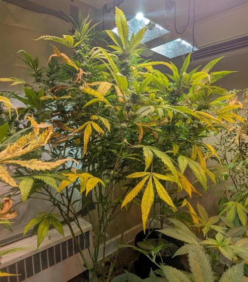 Cement Shoes. Week 19