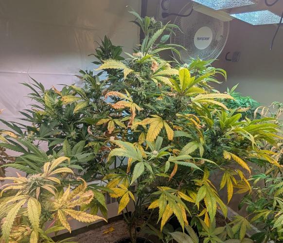 Cement Shoes. Week 19