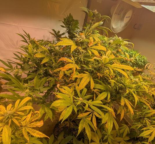 Cement Shoes. Week 19