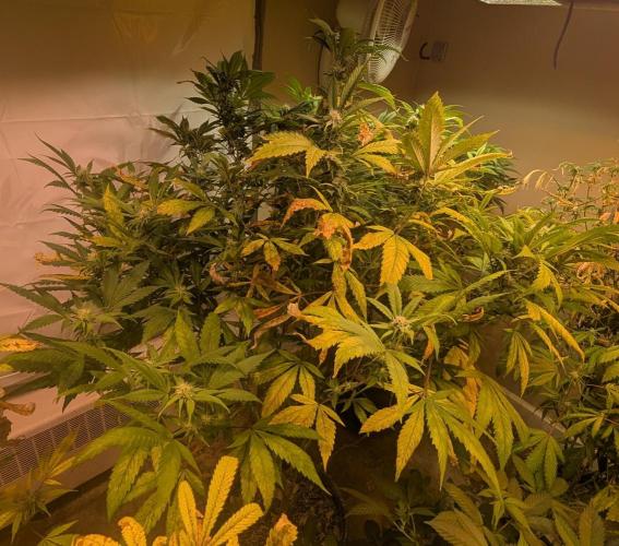 Cement Shoes. Week 19