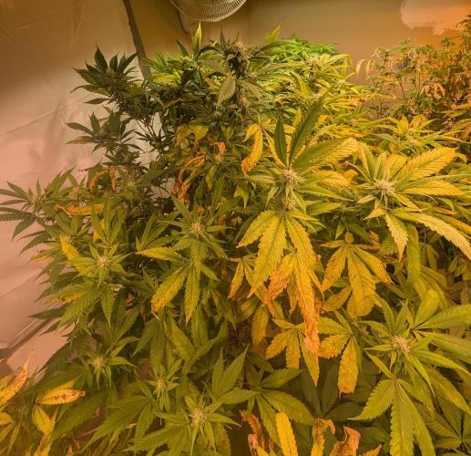 Cement Shoes. Week 19