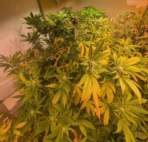 Cement Shoes. Week 19