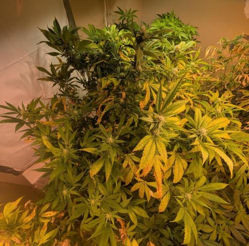 Cement Shoes. Week 19