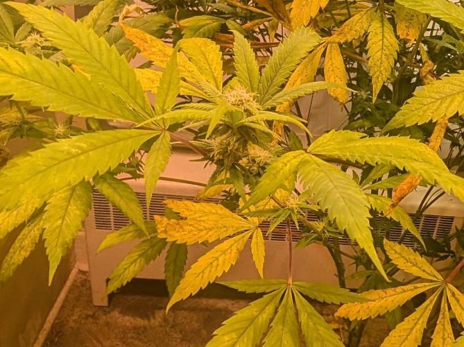 Cement Shoes. Week 19