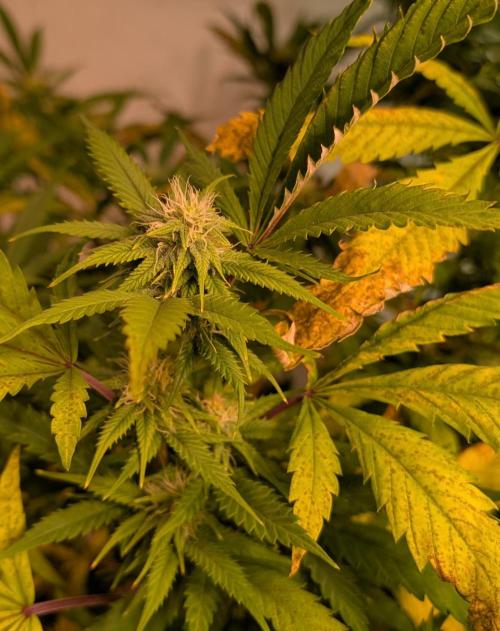 Cement Shoes. Week 19