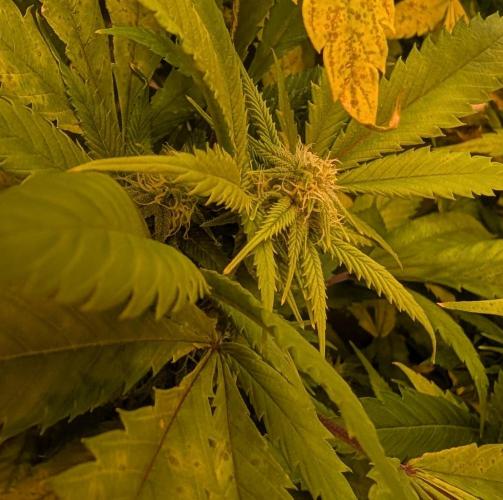 Cement Shoes. Week 19