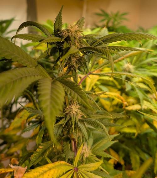 Cement Shoes. Week 19