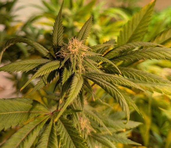 Cement Shoes. Week 19