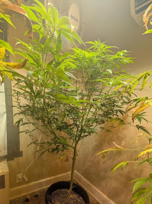 Sugar Black Rose. Week 13