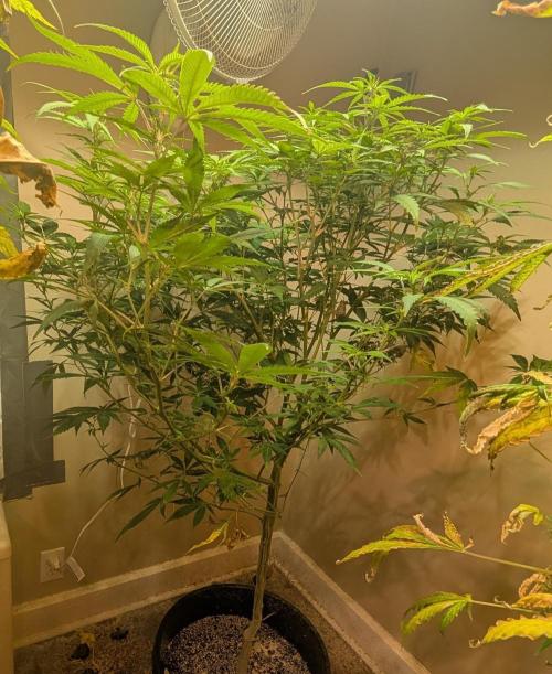 Sugar Black Rose. Week 13