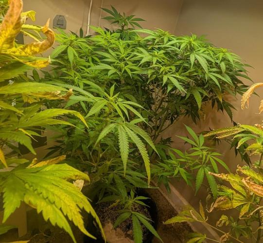 Sugar Black Rose. Week 13