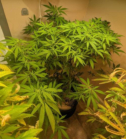 Sugar Black Rose. Week 13