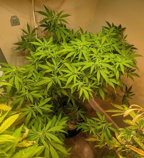 Sugar Black Rose. Week 13