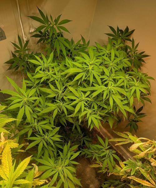 Sugar Black Rose. Week 13