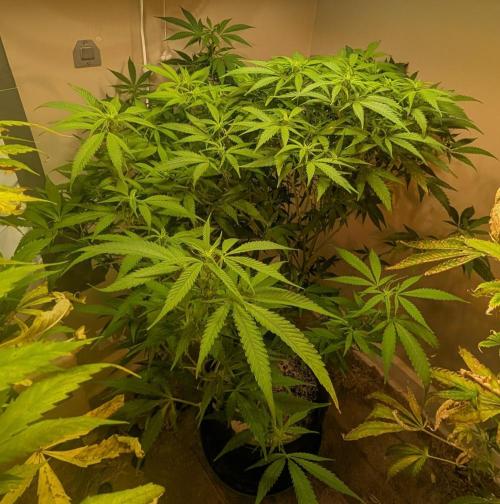 Sugar Black Rose. Week 13