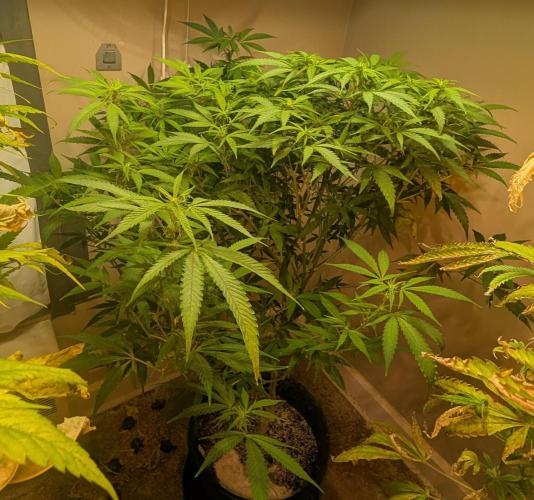 Sugar Black Rose. Week 13