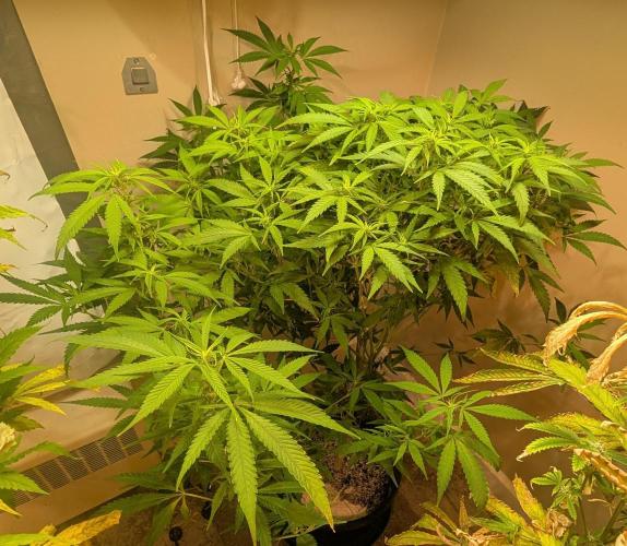 Sugar Black Rose. Week 13