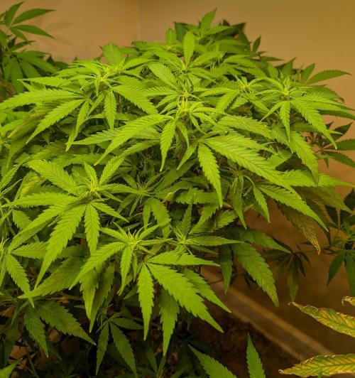 Sugar Black Rose. Week 13