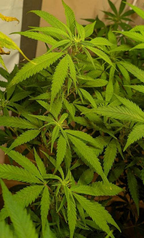 Sugar Black Rose. Week 13