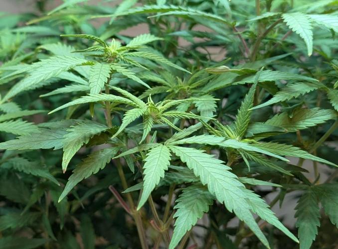 Sugar Black Rose. Week 13