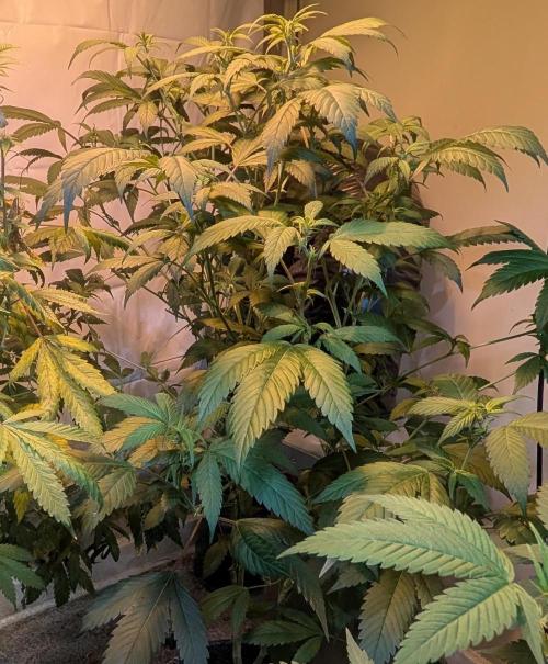 Red Mandarine. Week 13