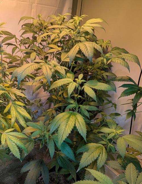 Red Mandarine. Week 13