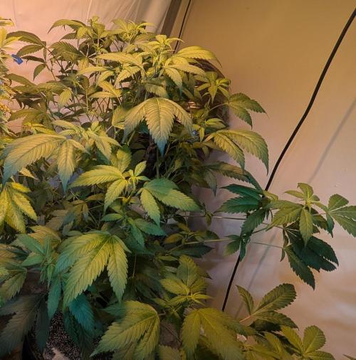 Red Mandarine. Week 13