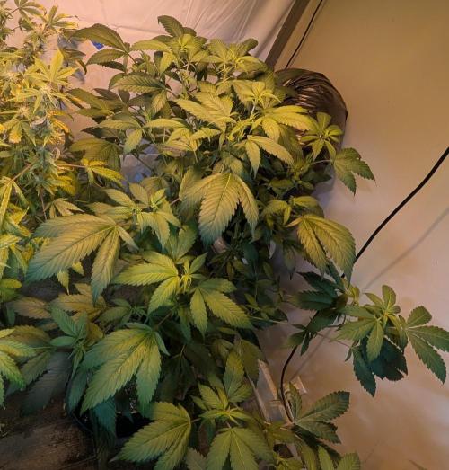 Red Mandarine. Week 13