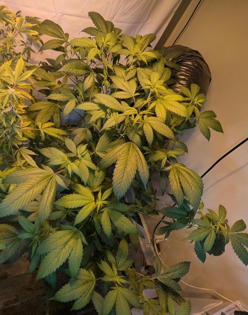 Red Mandarine. Week 13