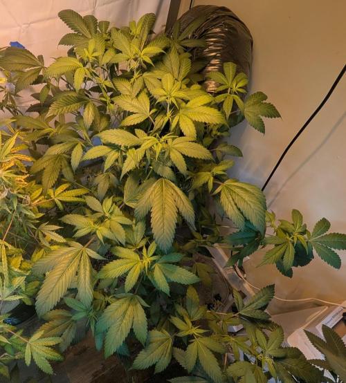 Red Mandarine. Week 13