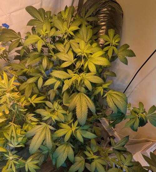 Red Mandarine. Week 13