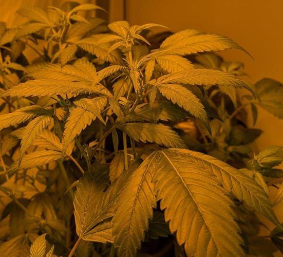 Red Mandarine. Week 13