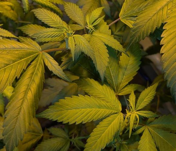 Red Mandarine. Week 13