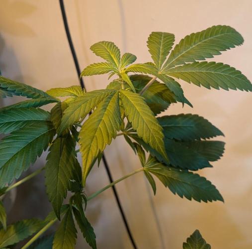 Red Mandarine. Week 13