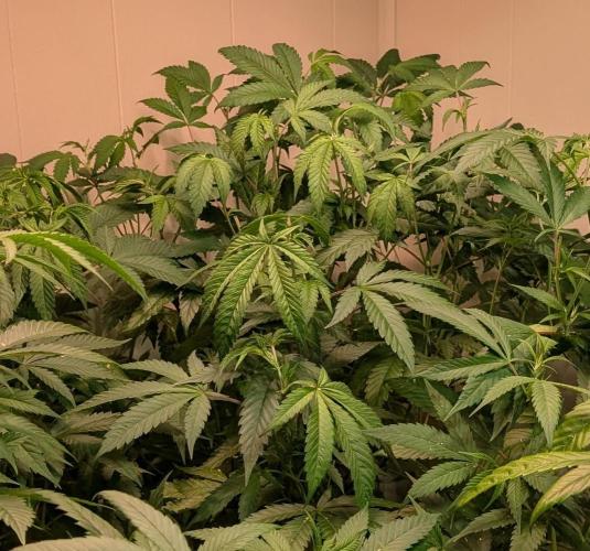 Strawberry Banana. Week 14