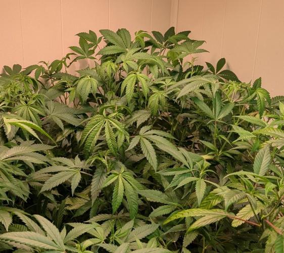 Strawberry Banana. Week 14