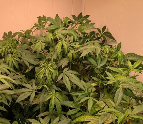 Strawberry Banana. Week 14