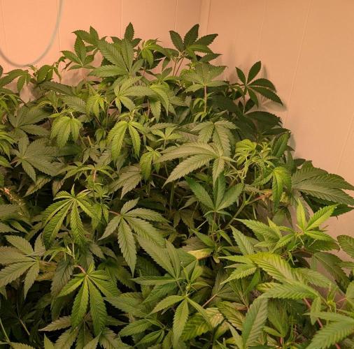 Strawberry Banana. Week 14