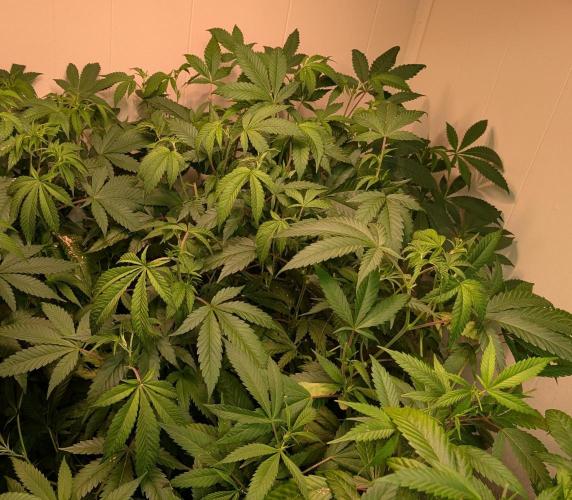 Strawberry Banana. Week 14