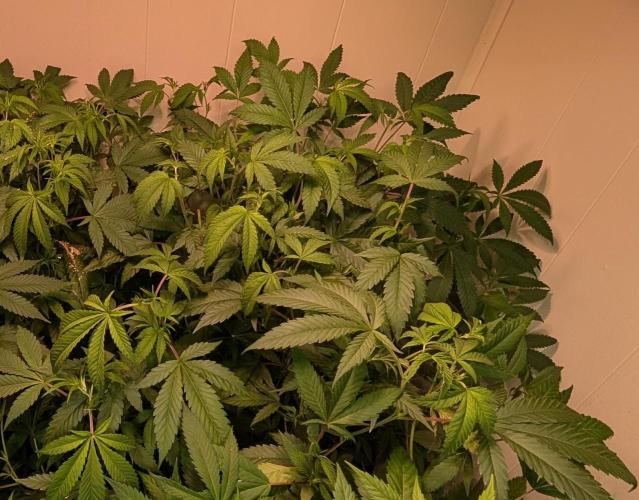 Strawberry Banana. Week 14