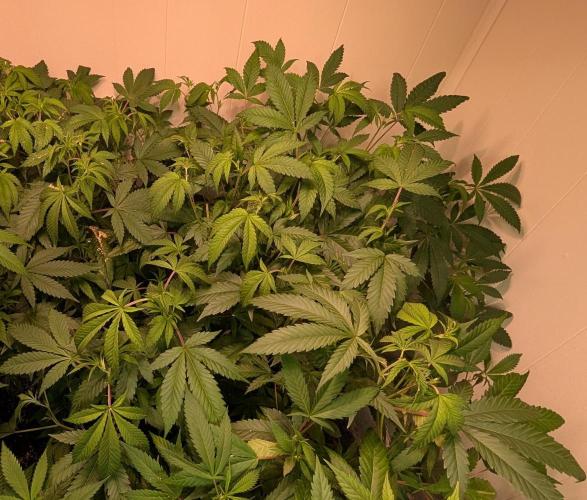 Strawberry Banana. Week 14