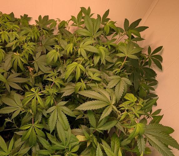 Strawberry Banana. Week 14