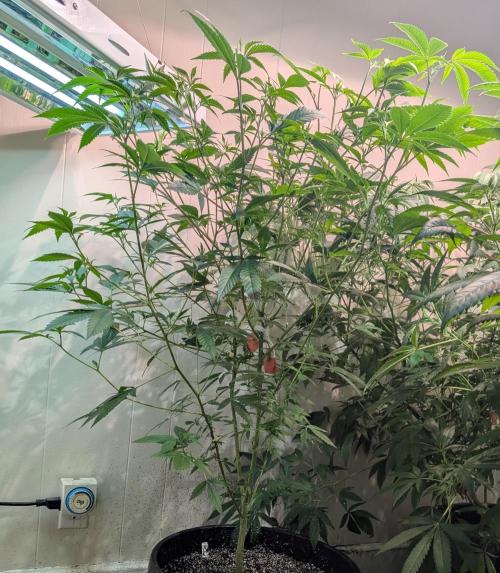 Hellfire OG. Week 14